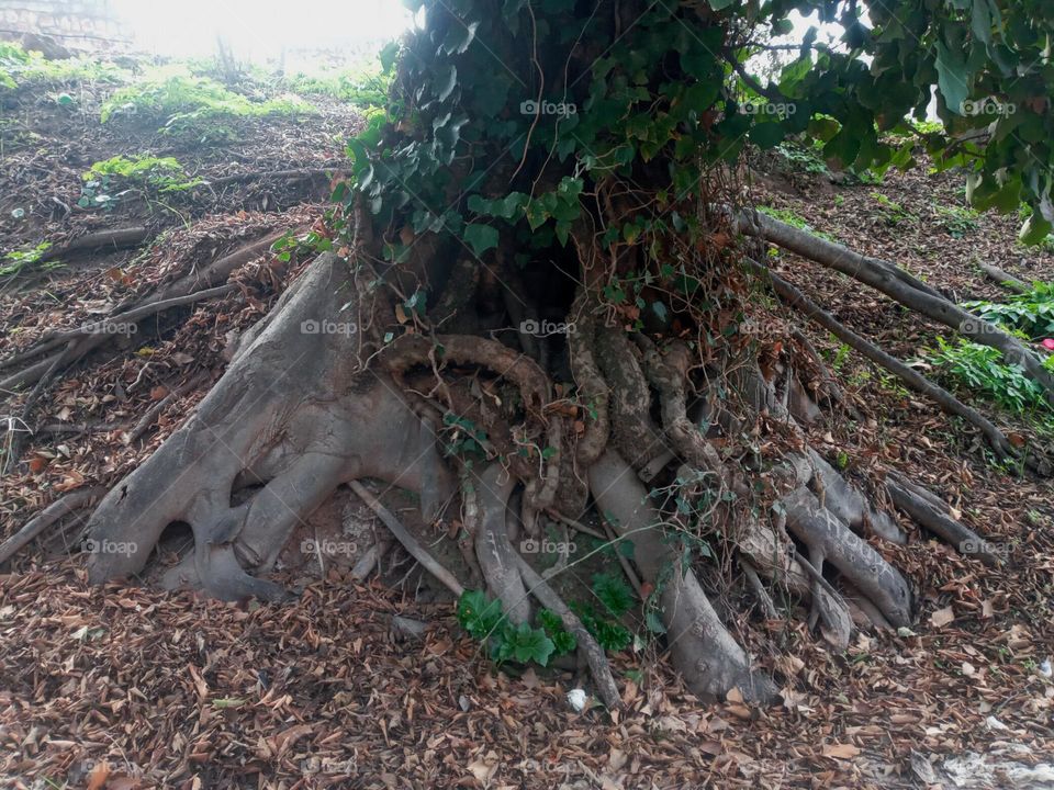 Old tree roots