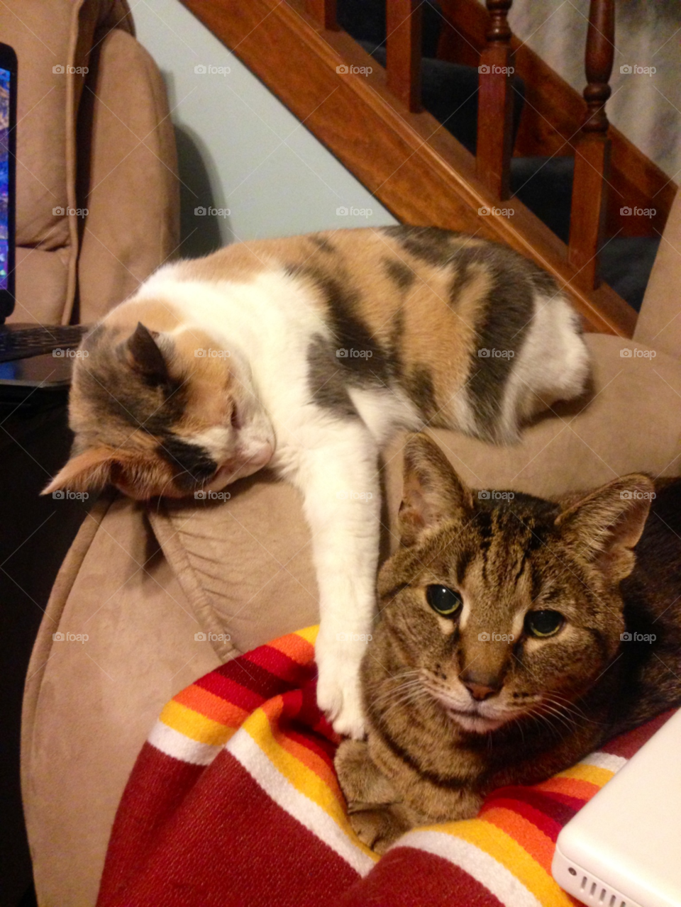 chair relax windows cats by mengzishiliu