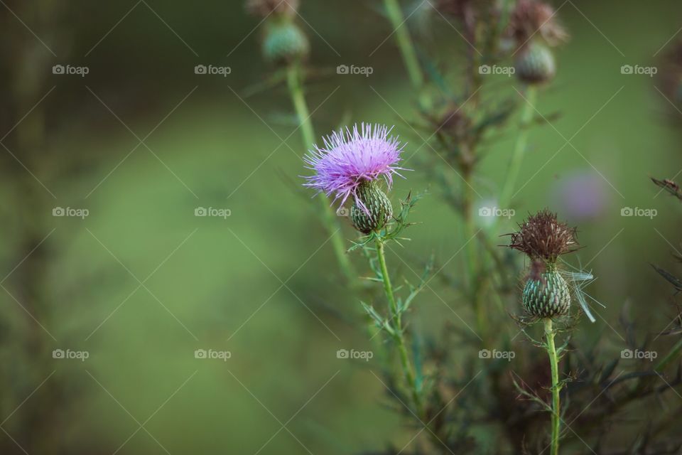 Thistle