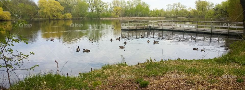 a flock of geese swimming in a lake near a wooden dock