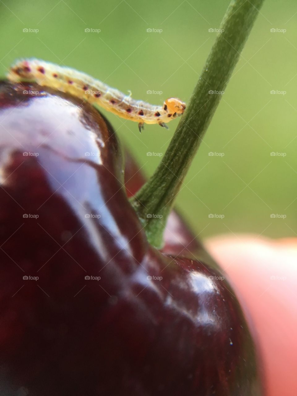 Tiny caterpillar on cherry 