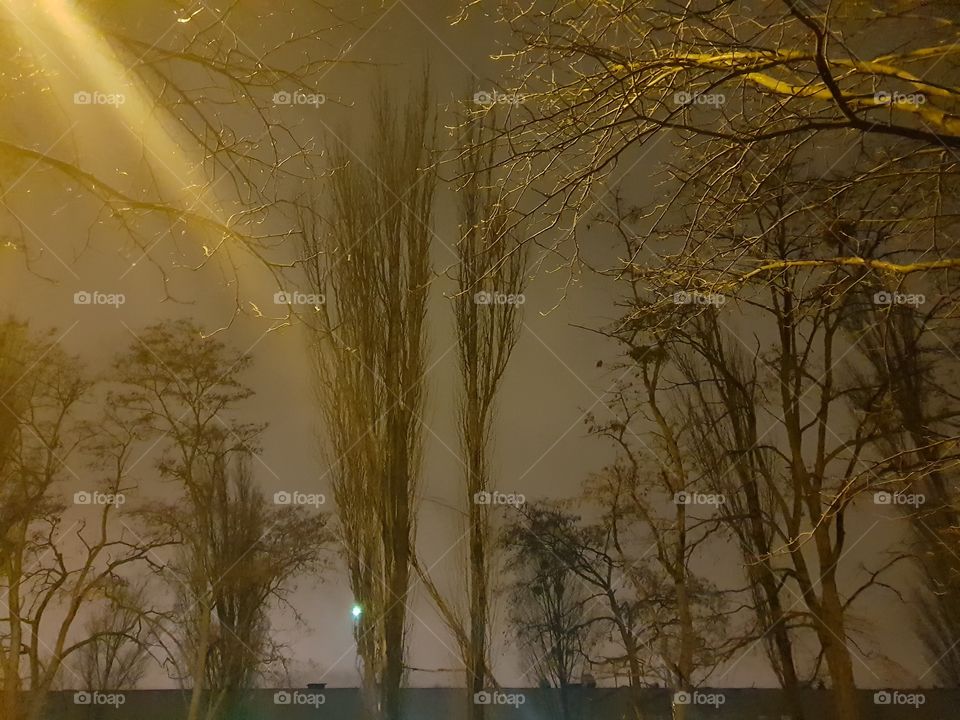 trees at night