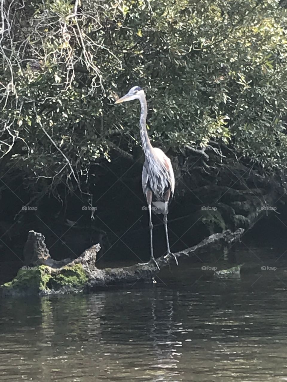 Great Blue Heron poses for pictures along the river