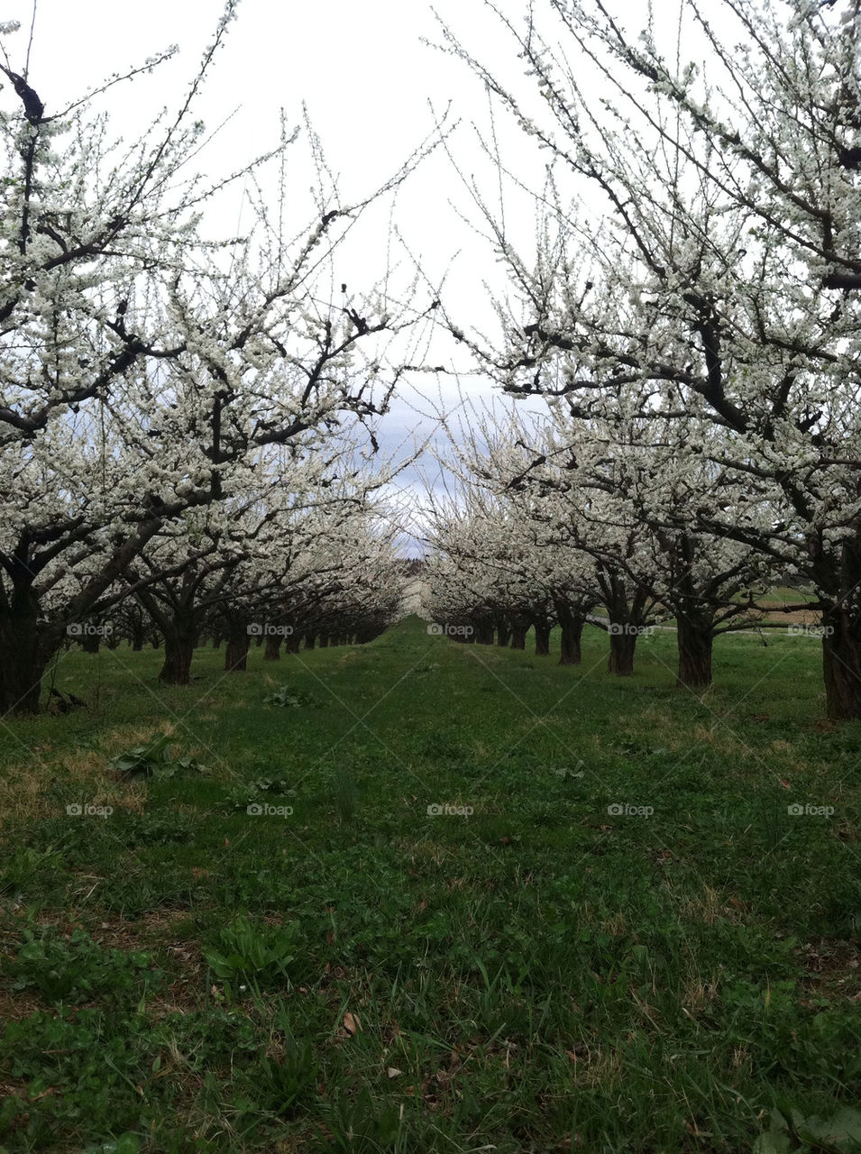 nature trees apple orchard by ren410