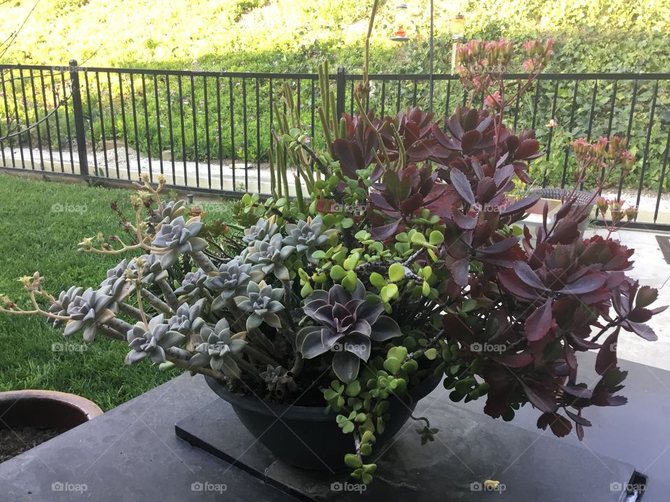 Beautiful succulents in pot