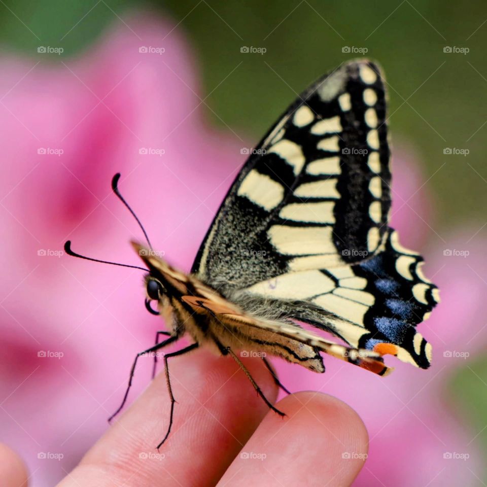 butterfly