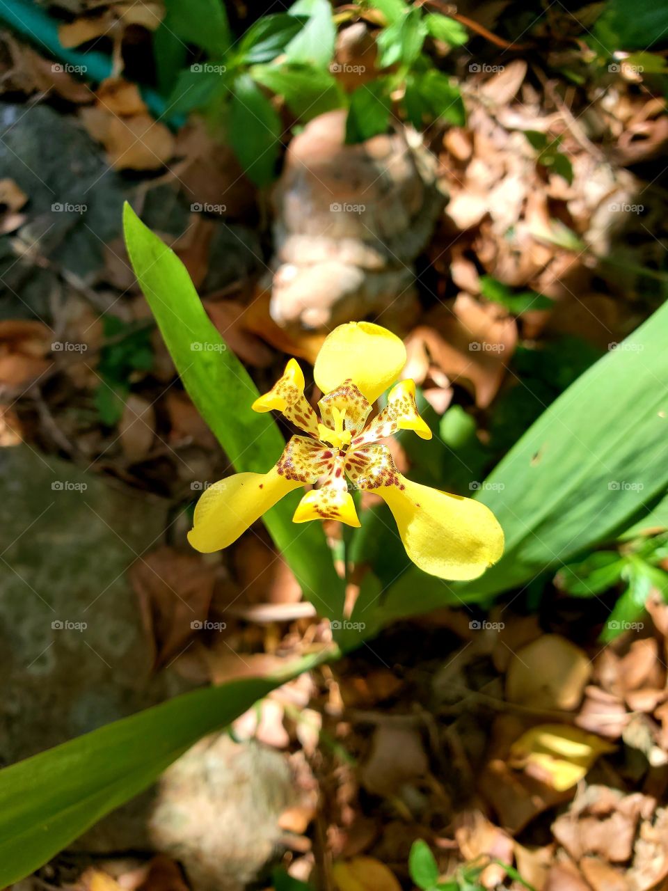 Yellow iris