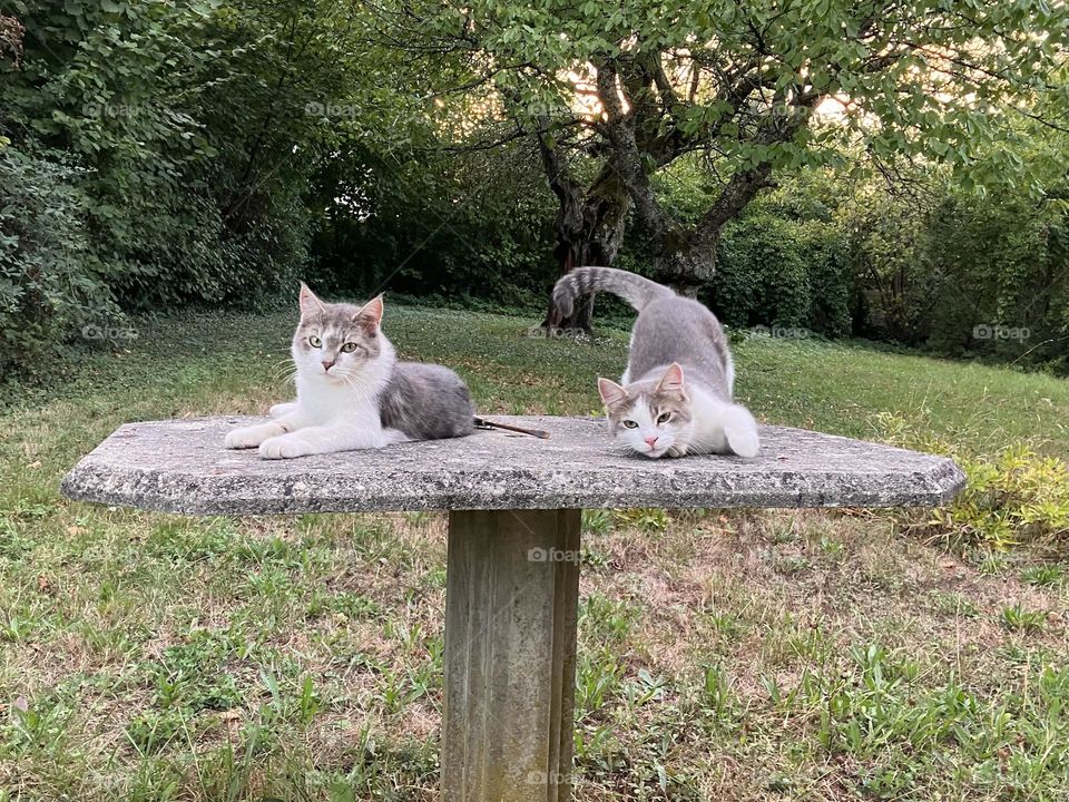 Two brothers as adult cats in garden