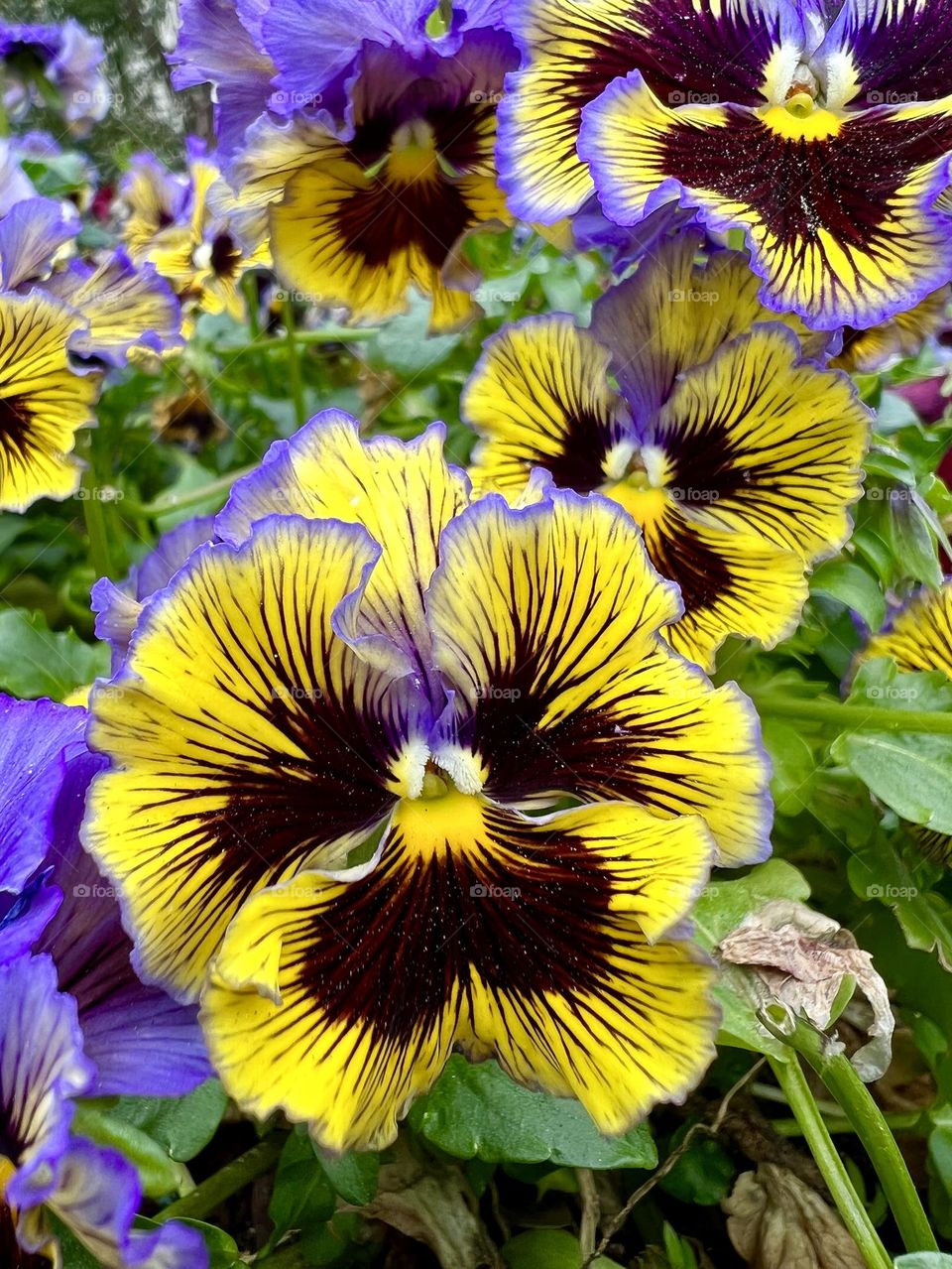 Bright pansies looking great as winter becomes spring. A closeup of yellow and purple brilliance!