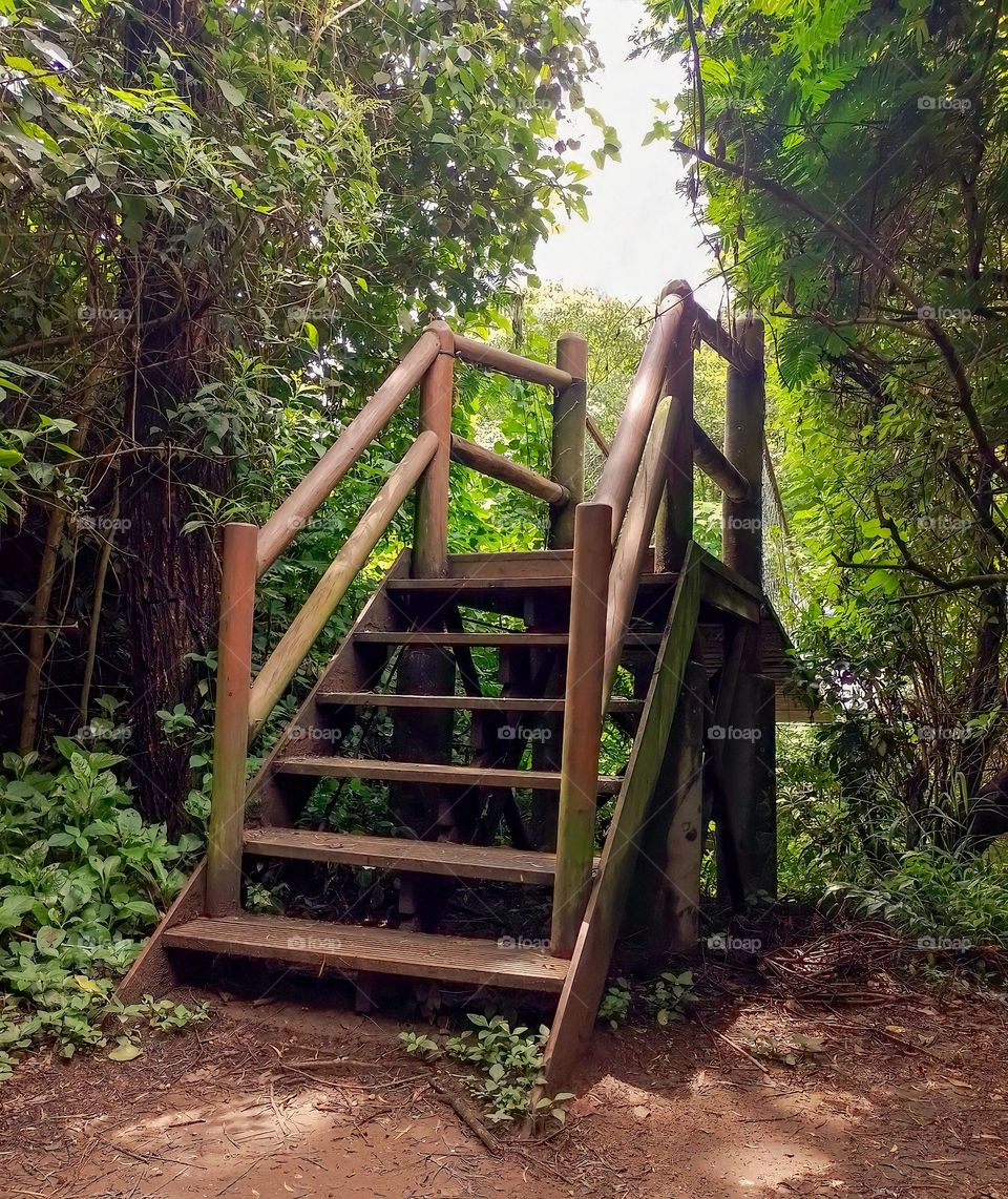 Stairs of a wooden bridge with moss in the middle of a forest full of trees in sunlight