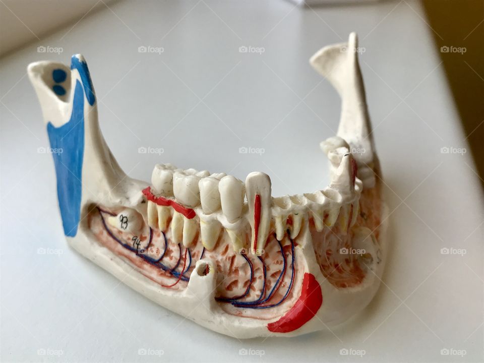 Dental jawbone illustrated 