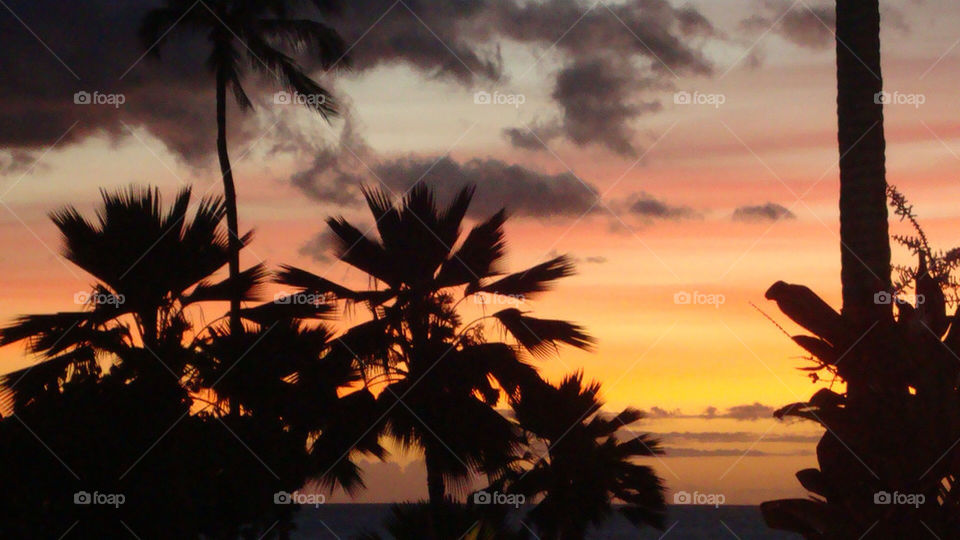 pretty sunset palm clouds by heather_billington