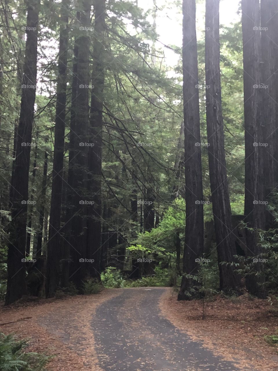 Thru the Redwoods