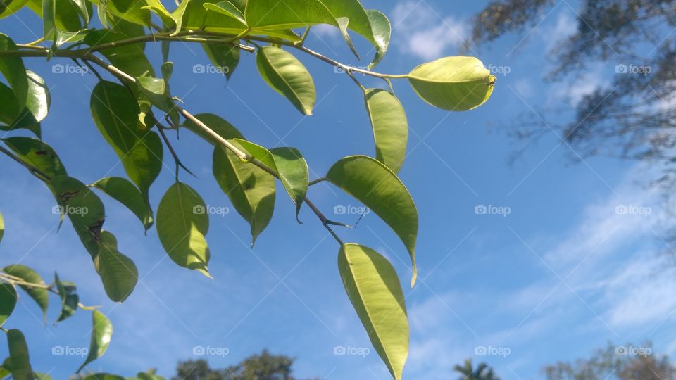 peepal tree leaf