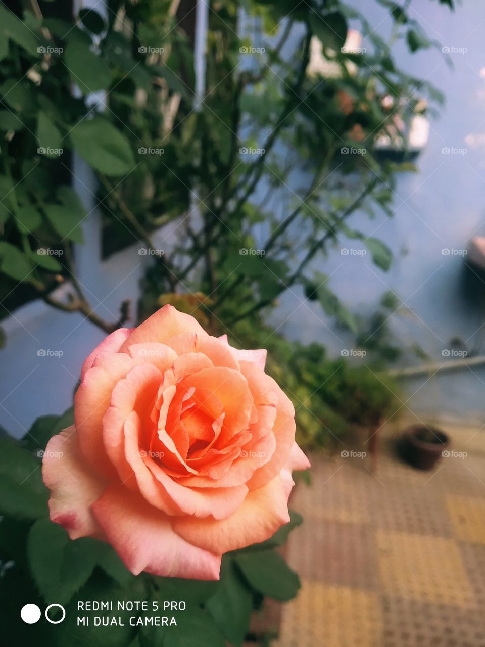 Rose wallpaper