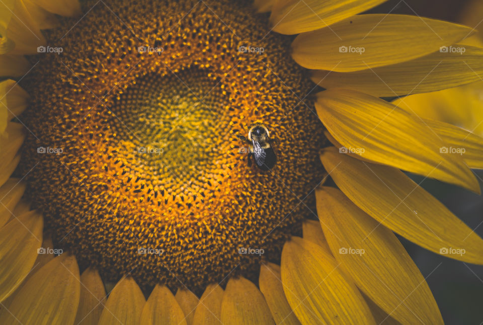 A bee collecting nectar and pollen from a vibrant sunflower