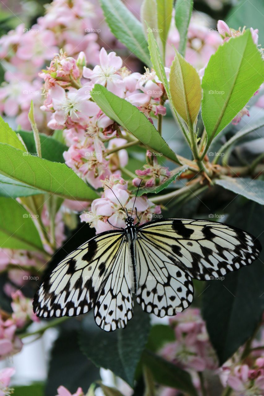 Lacy like black and cream butterfly atop pink flowers