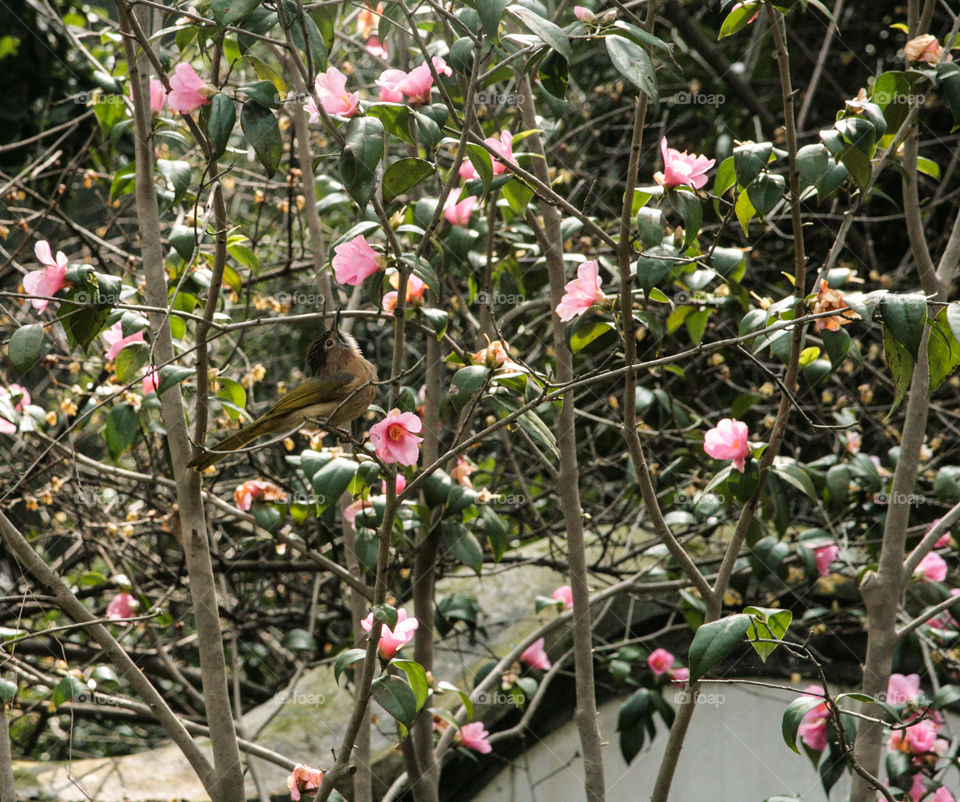 magnolia bird
