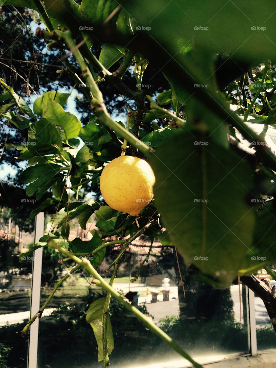 Lemon tree