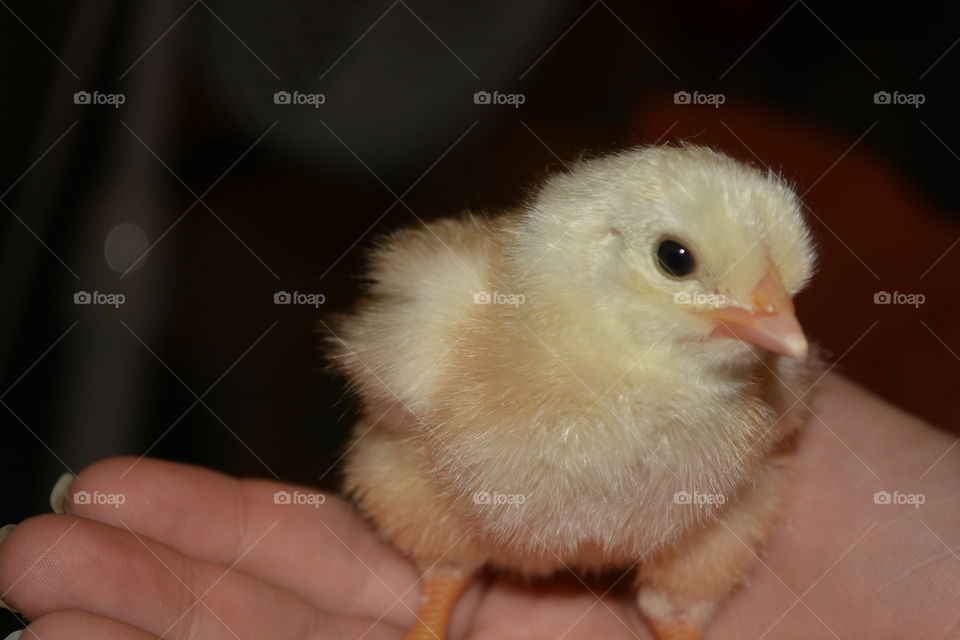 Newly hatched chicken that we hatched at home