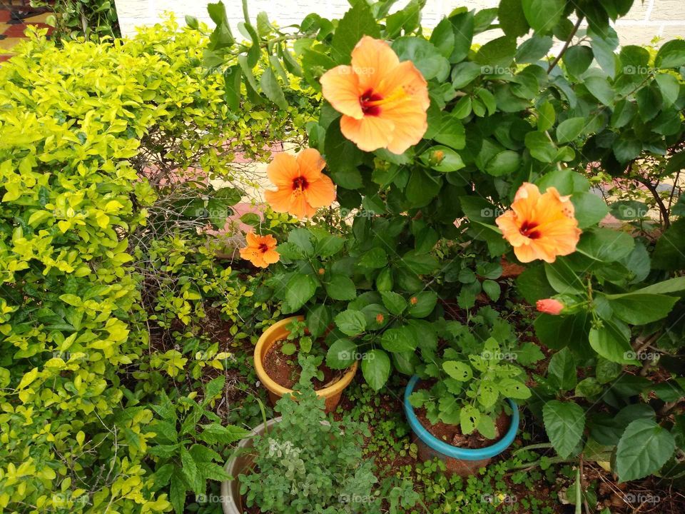 beautiful orange hibiscus flowers in our garden
