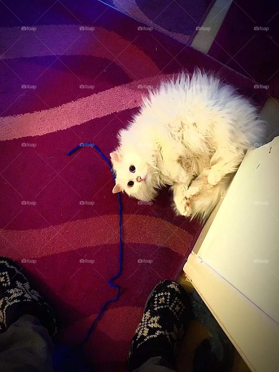 funny cat