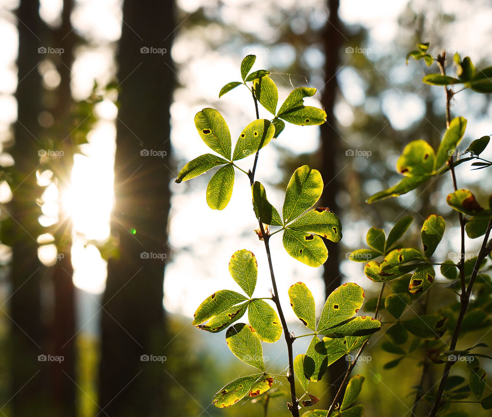 sunset through the fresh leaves