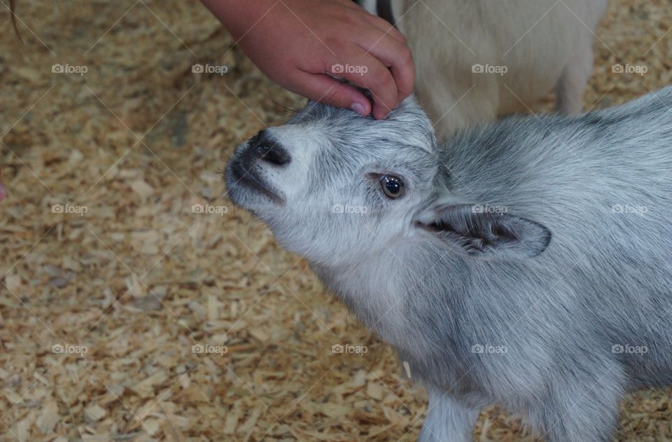 Yes, that's the spot. Goat being petted at the petting zoo.  Face shows appreciation.