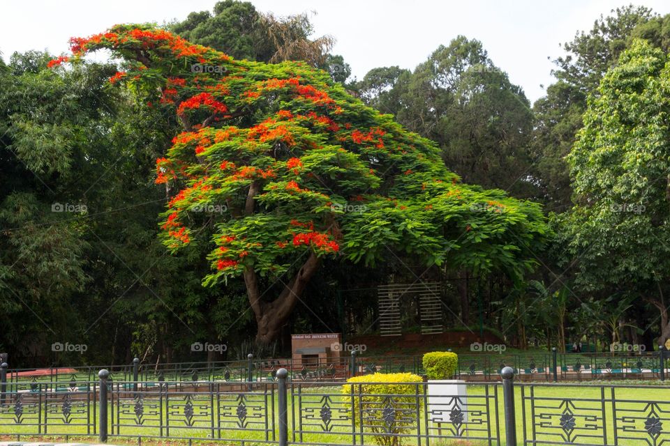 Flowering tree