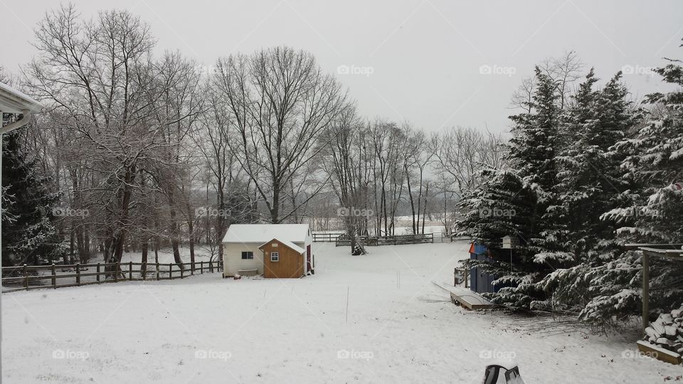 snowy backyard