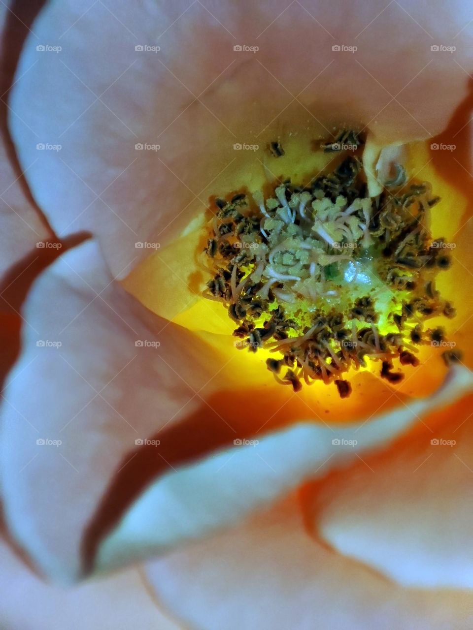 Macro photo of a flower growing in the garden