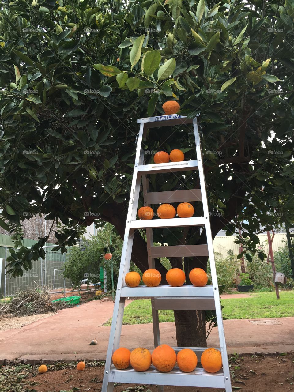 Picking the last of the oranges