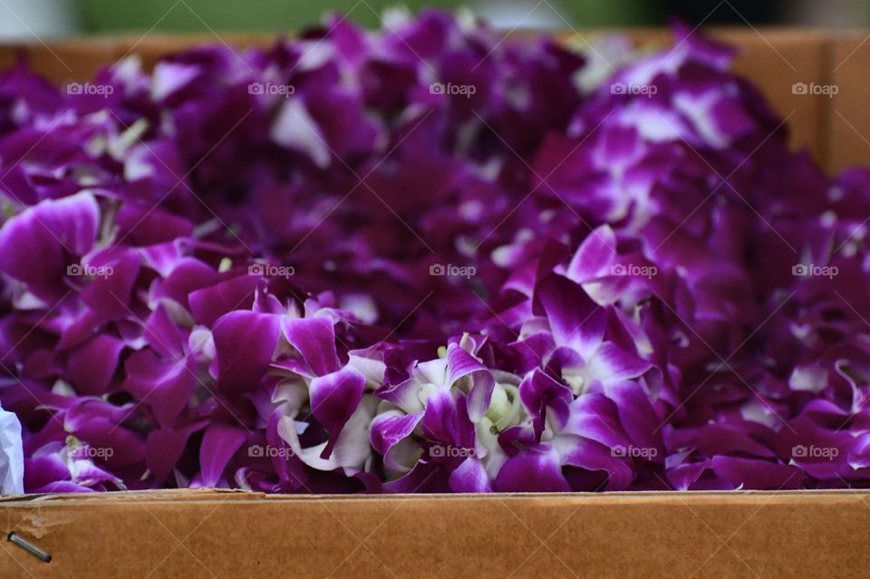 Orchid leis