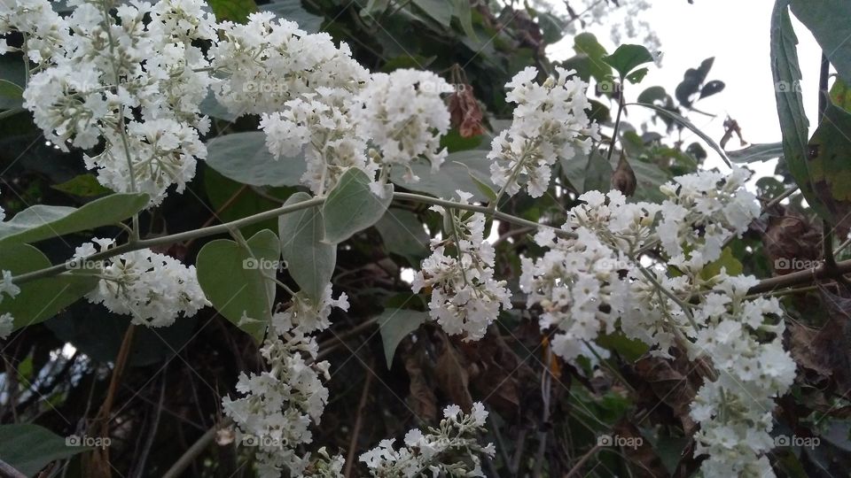 A beautiful flowers in the forest.