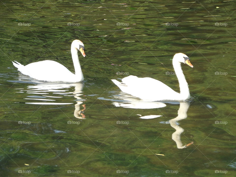 Reflective Swim