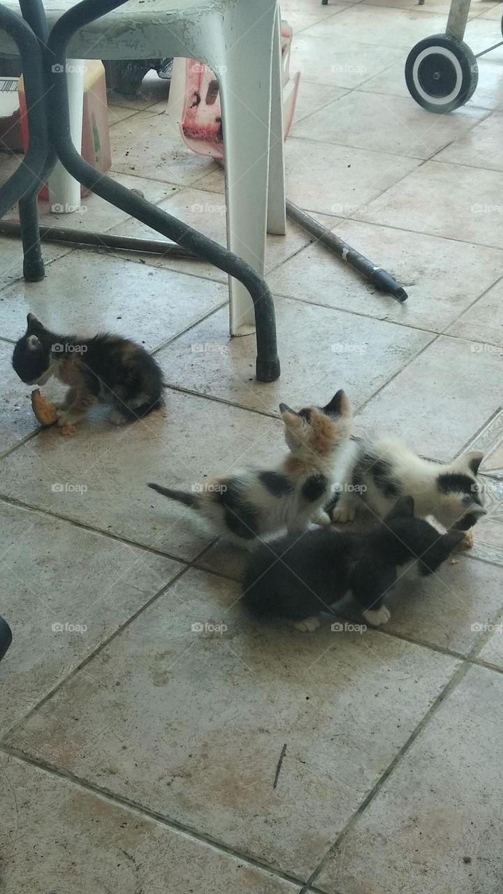 Kittens playing!