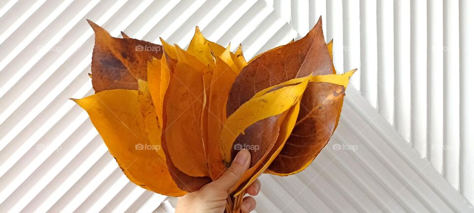 orange leaves autumn colours