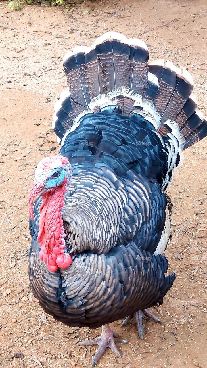 O Peru faceiro se exibe no terreiro,  com um jeito pomposo.