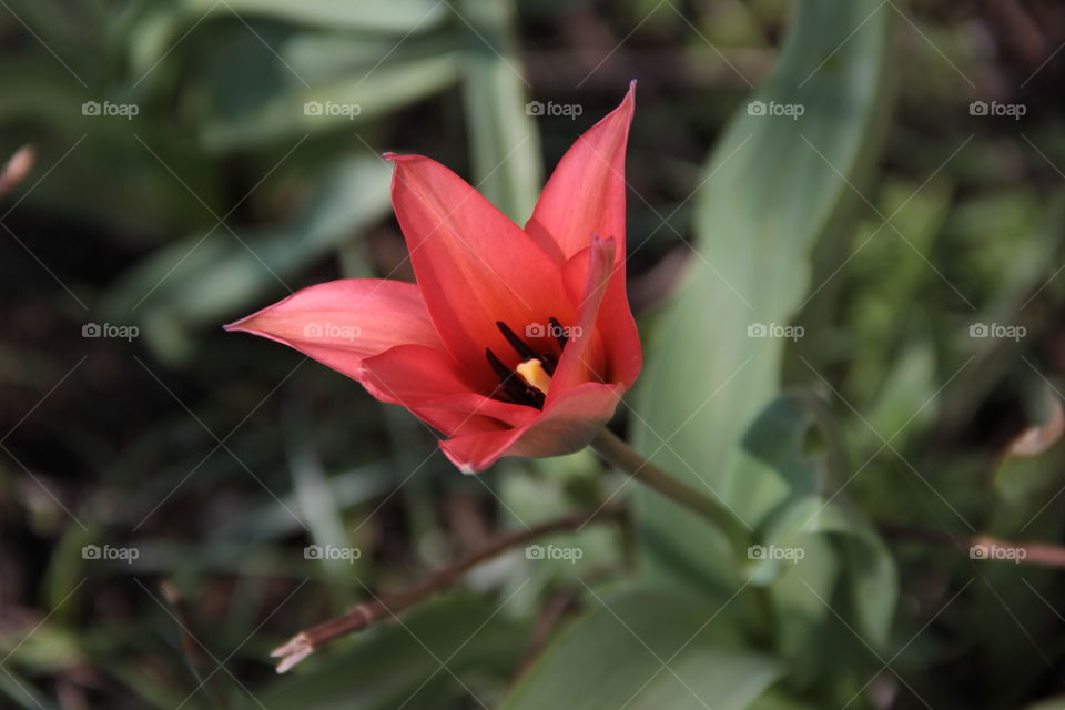 red tullip in the green