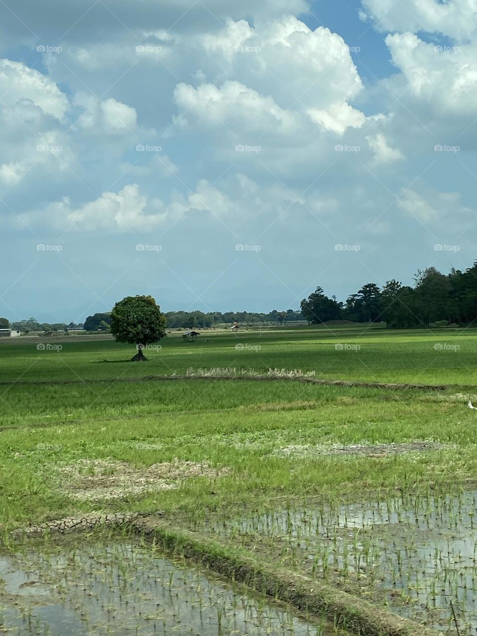 Pesona Sawah: Hijaunya Desa Ciipunagara, Subang 🌸