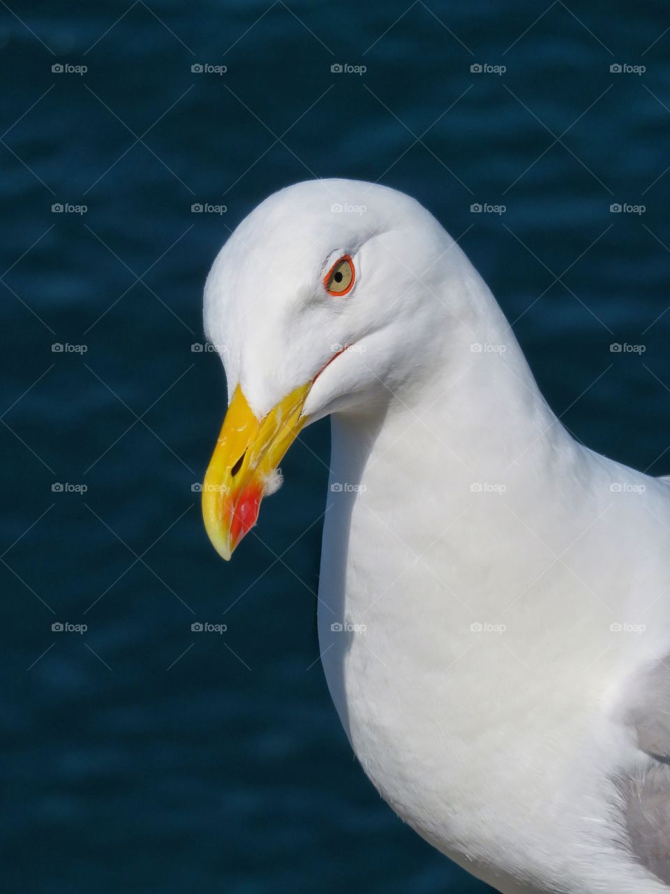 Italian seagull 