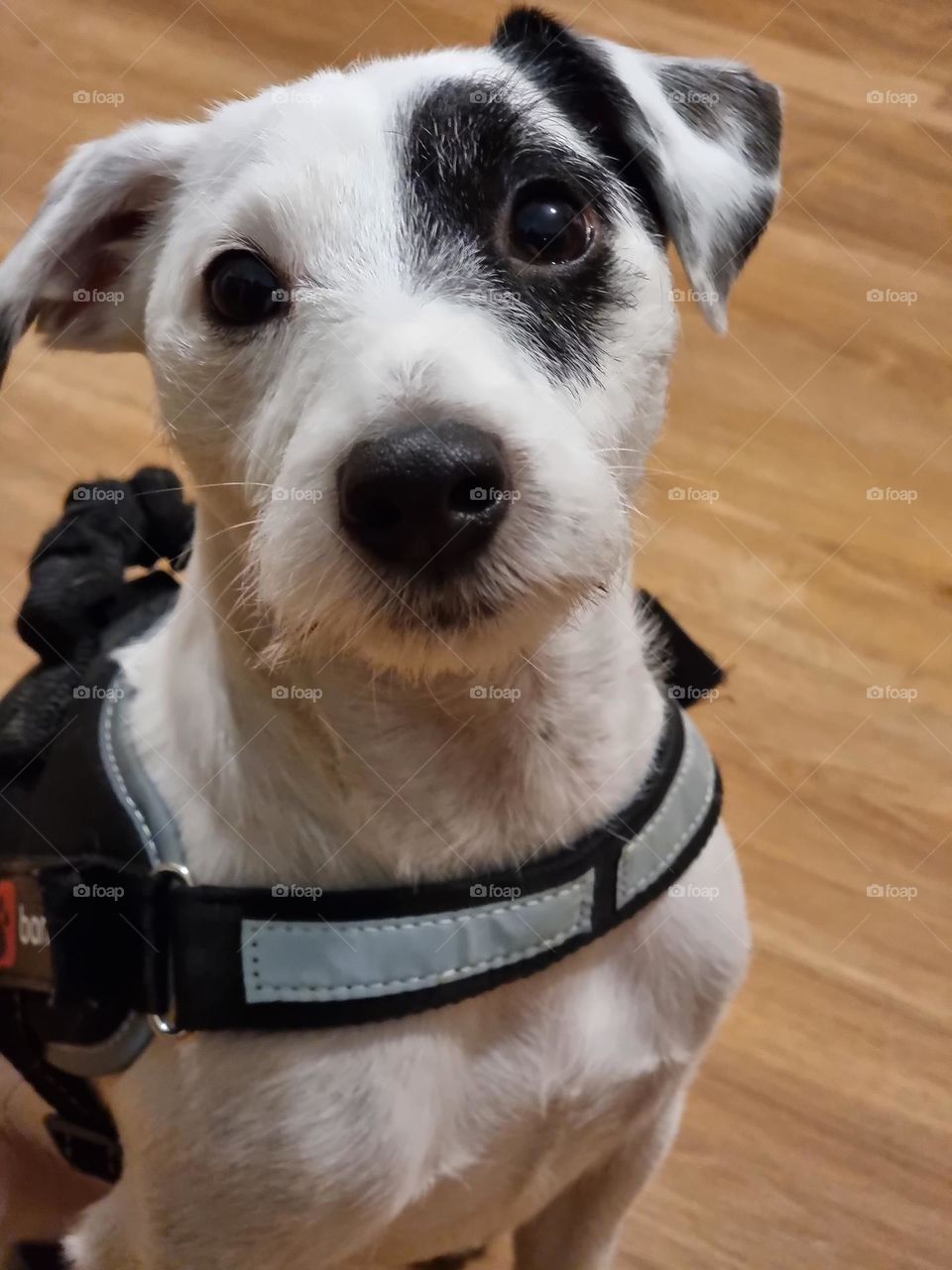 Parson Russel Terrier