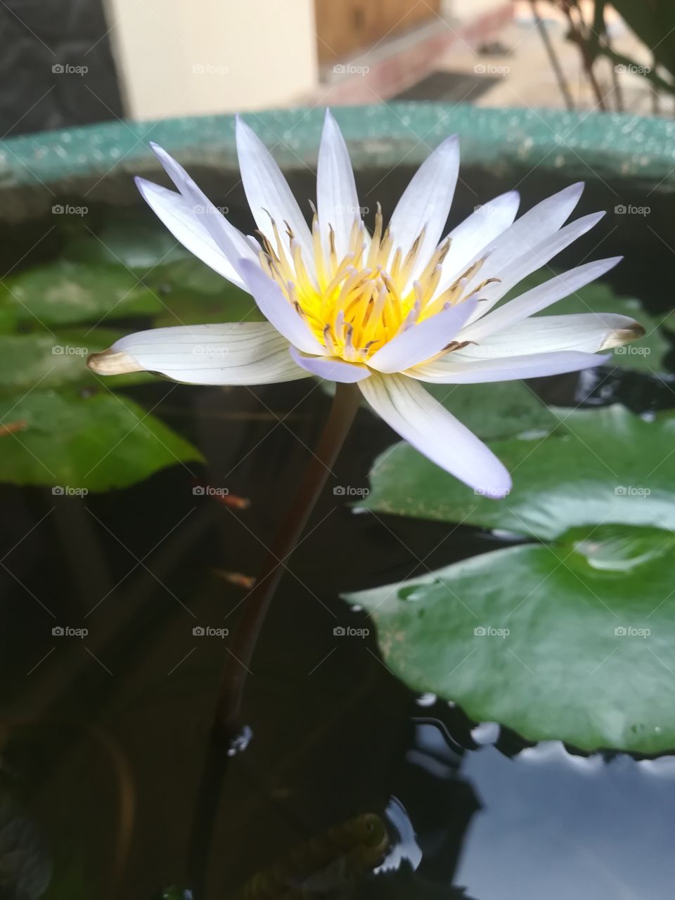 water Lily