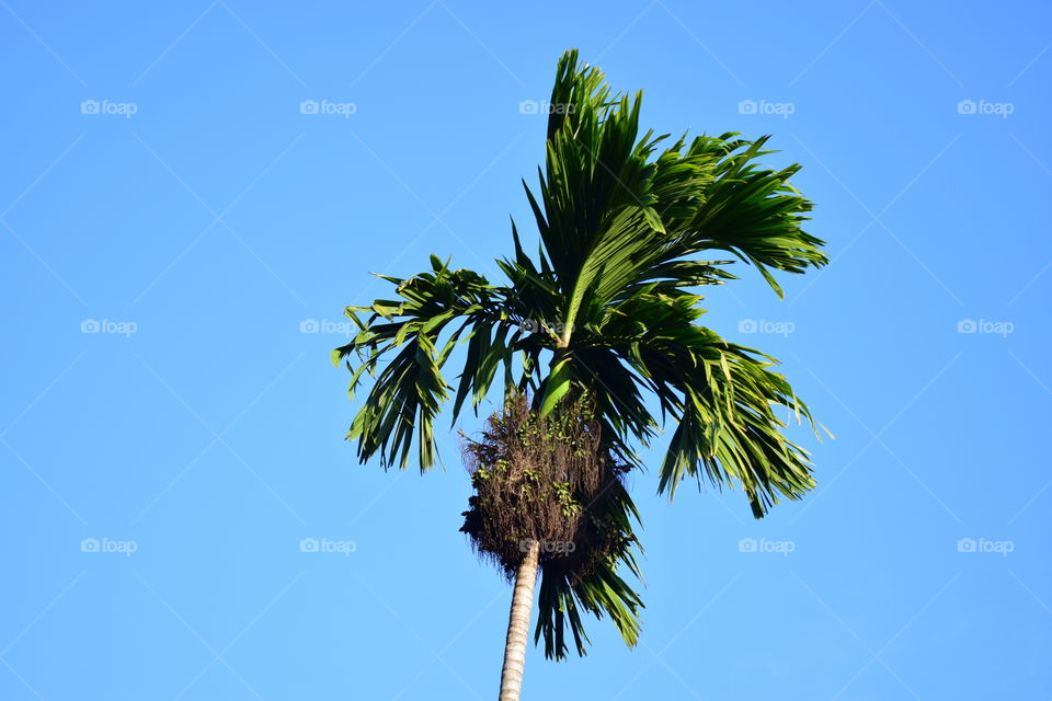 Areca tree & pure blue sky in the morning.