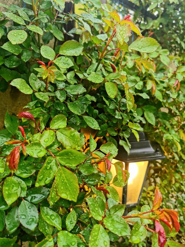 City life : rose bush and a vintage lantern