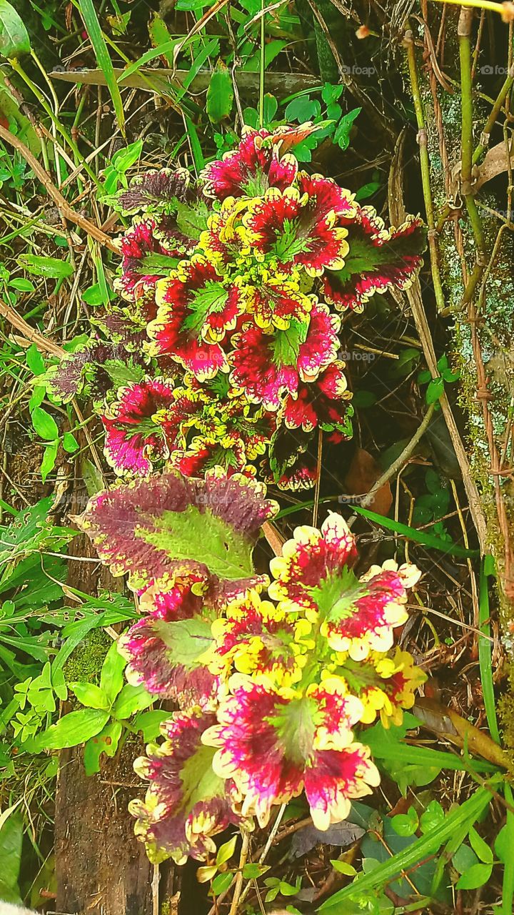 Plectranthus scutellarioides
