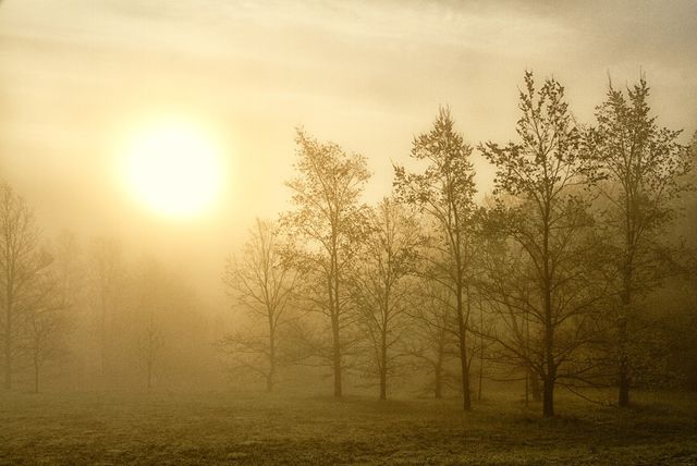 Forest 