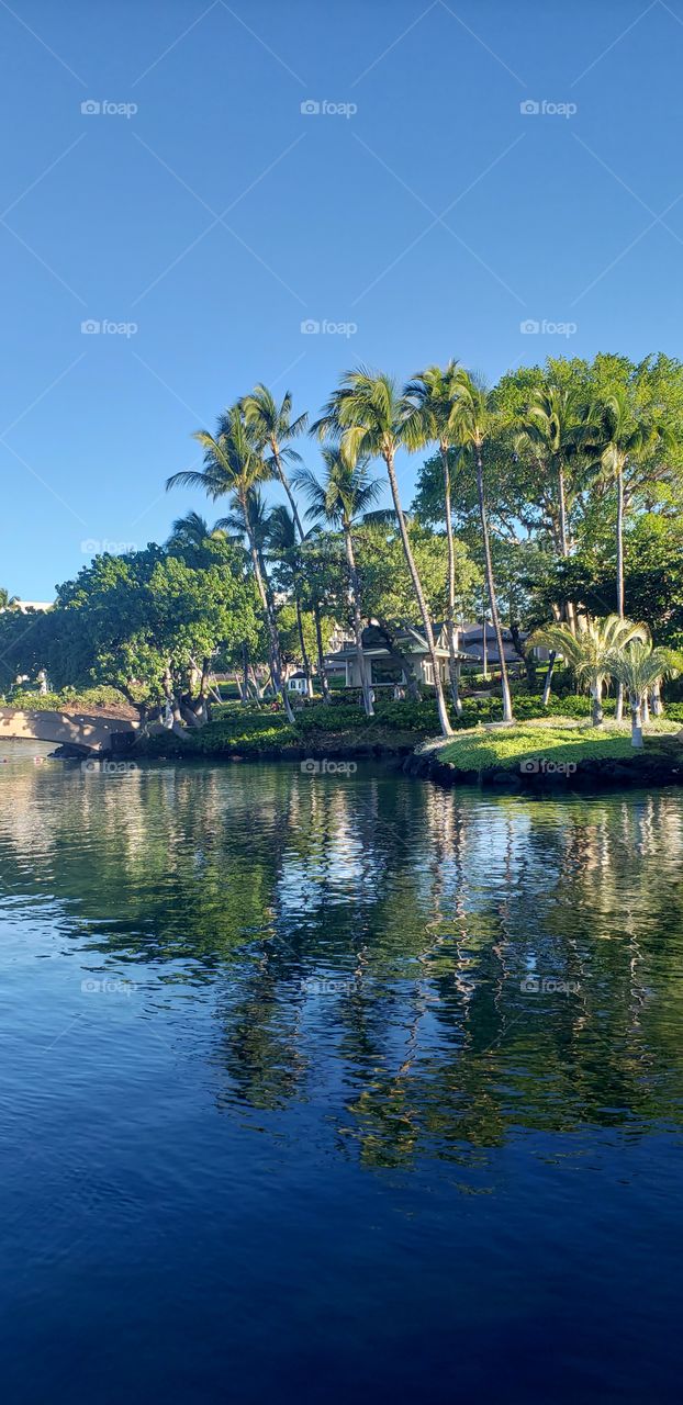 Hawaiian palm trees on the waterfront