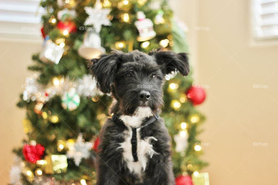 Sitting By The Christmas Tree