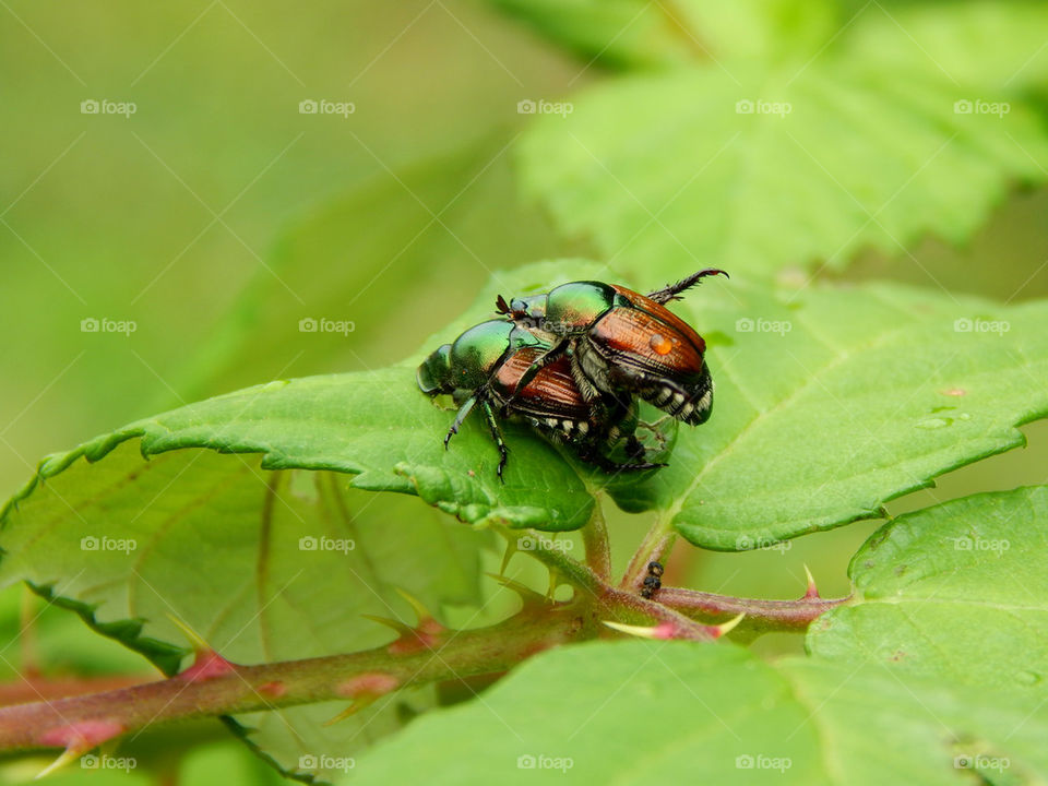 Beetles